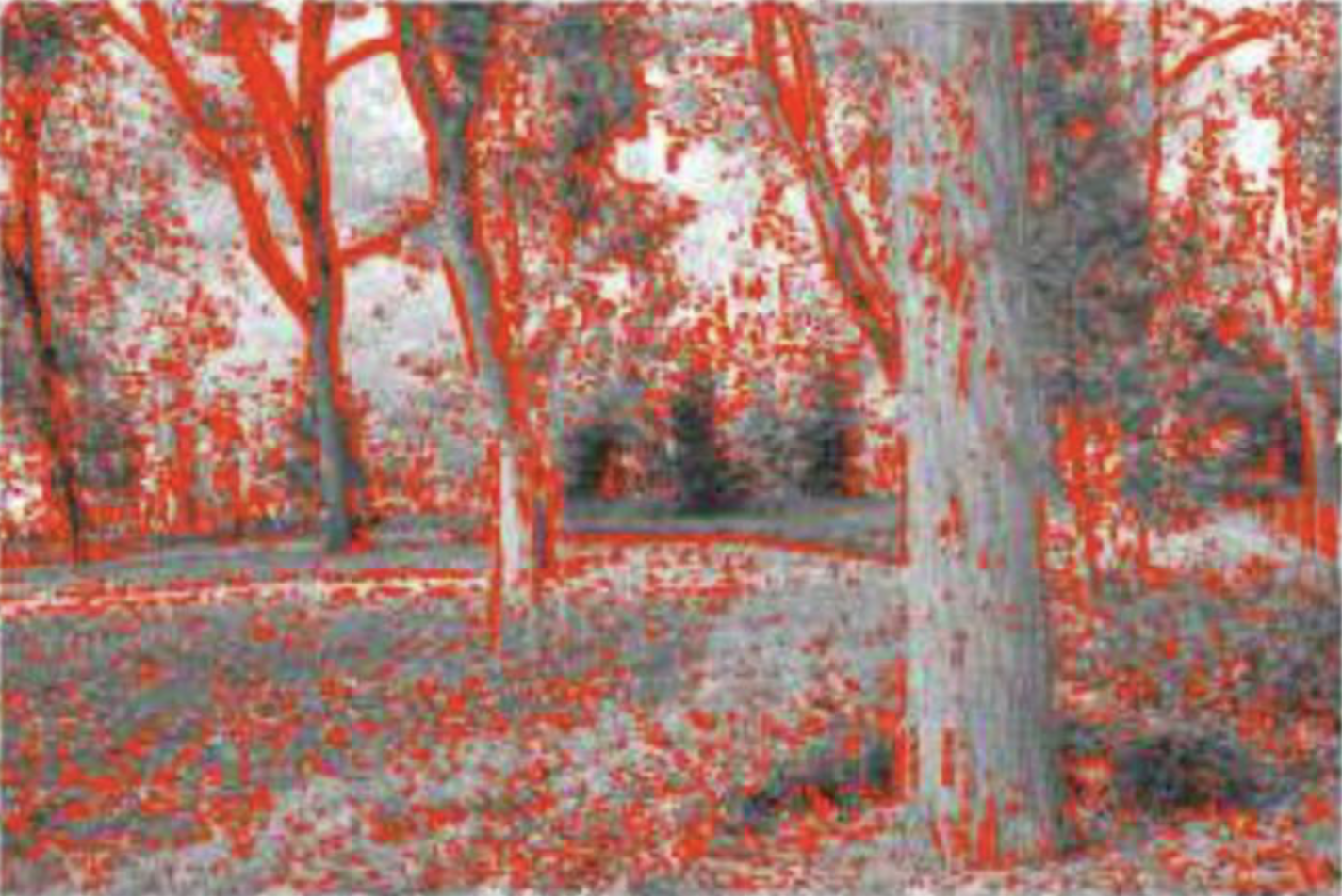 orientation natural scene